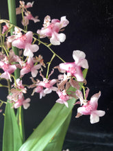 Lade das Bild in den Galerie-Viewer, Oncidium Rosy Sunset – stark duftend – blühend
