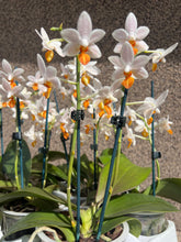 Lade das Bild in den Galerie-Viewer, Phalaenopsis Mini Mark 9 cm Topf
