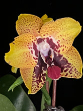 Načíst obrázek do prohlížeče Galerie, Phal. Zheng Min Smaragdine
