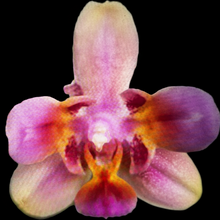 Načíst obrázek do prohlížeče Galerie, Phal. Profar Rainbow Smile Perfume {5302}
