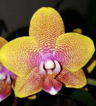 Načíst obrázek do prohlížeče Galerie, Phalaenopsis Sogo Lawrence voňavá
