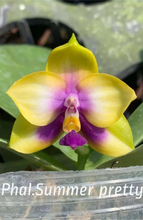 Načíst obrázek do prohlížeče Galerie, Phal. Lioulin Blue Jewel x Summer Pretty KM3632 Voňavá
