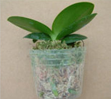 Načíst obrázek do prohlížeče Galerie, Phal. Profar Little Venus/ Little GemStrips N5210
