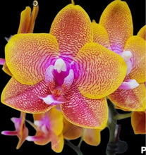 Načíst obrázek do prohlížeče Galerie, Phalaenopsis Sogo Lawrence voňavá
