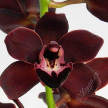 Lade das Bild in den Galerie-Viewer, 3 Cymbidium Black bundle
