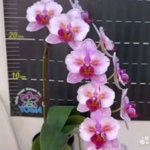 Načíst obrázek do prohlížeče Galerie, Phalaenopsis NCK Zeya
