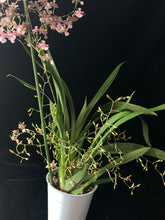 Lade das Bild in den Galerie-Viewer, Oncidium Rosy Sunset – stark duftend – blühend
