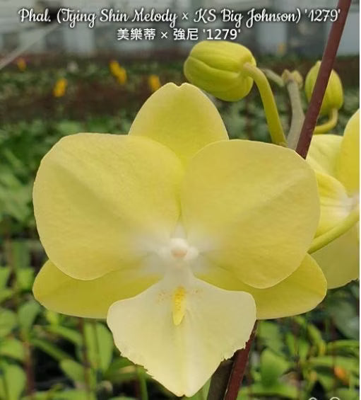 Phal. (Tying Shin Melody × KS Big Johnson) '1279'
