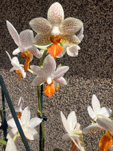 Lade das Bild in den Galerie-Viewer, Phalaenopsis Mini Mark 9 cm Topf
