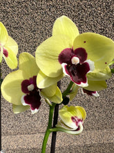 Lade das Bild in den Galerie-Viewer, Phalaenopsis Limited G25
