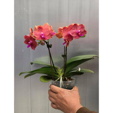 Lade das Bild in den Galerie-Viewer, Phalaenopsis.(Zheng Min Anaconda-Yaphon Dragon Maiden)’Golden Pink’
