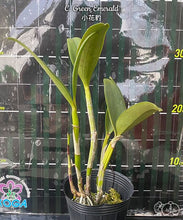 Načíst obrázek do prohlížeče Galerie, Cattleya . Green Emerald Voňvá velky kvety 10 cm
