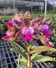 Načíst obrázek do prohlížeče Galerie, Cattleya . Green Emerald Voňvá velky kvety 10 cm
