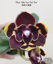 Lade das Bild in den Galerie-Viewer, Phal. Miki Fire Bat 'Bee'
