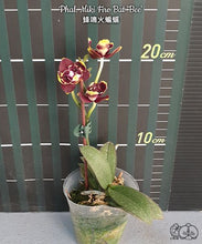 Lade das Bild in den Galerie-Viewer, Phal. Miki Fire Bat 'Bee'
