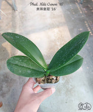 Načíst obrázek do prohlížeče Galerie, Phalaenopsis Miki Crown &#39;16&#39; SM/TOGA velké květy (10 cm) DOSTUPNÉ V 2. POLOVINĚ DUBNA!!!
