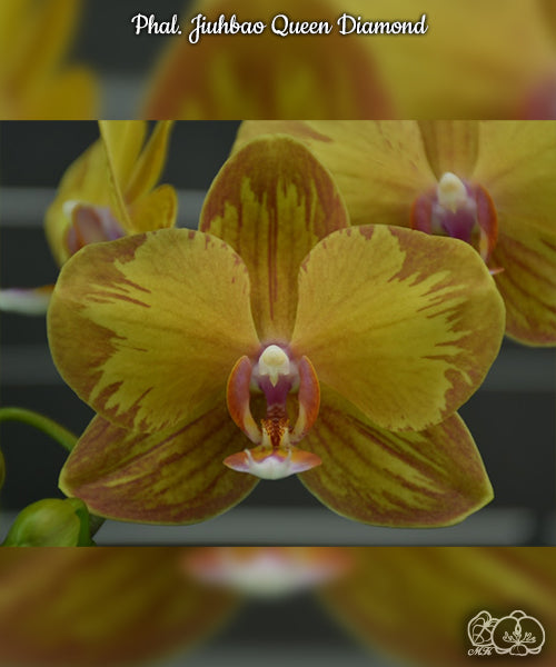 Phal. Jiuhbao Queen Diamond {splash Novinka}