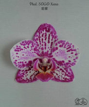 Načíst obrázek do prohlížeče Galerie, Phalaenopsis SOGO Xena
