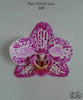 Phalaenopsis SOGO Xena