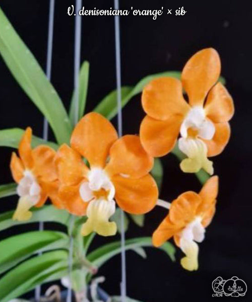 Vanda denisoniana 'orange' × sib Voňavá DOSTUPNÉ V 2. POLOVINĚ DUBNA!!!