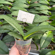 Načíst obrázek do prohlížeče Galerie, Phal. Ever Spring Prince-Dancing Girl 9327
