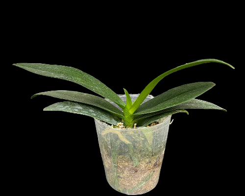 Phalaenopsis N75246 Novinka