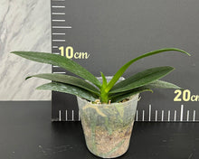 Načíst obrázek do prohlížeče Galerie, Phal. Fire Dreams Mini květináč
