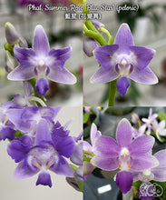 Lade das Bild in den Galerie-Viewer, Phal. Summer Rose 'Blue Star' (peloric) voňavá
