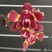 Lade das Bild in den Galerie-Viewer, Phal. Miki Fire Bat 'Bee'
