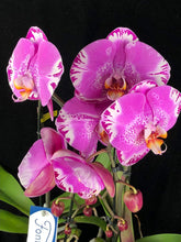 Lade das Bild in den Galerie-Viewer, Phalaenopsis Fontano Swarovski Nr. 9
