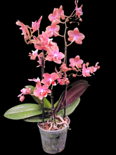 Lade das Bild in den Galerie-Viewer, Phalaenopsis mtf Odorion Parfüm {Süß duftend} Rabatt
