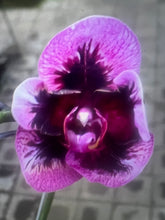 Načíst obrázek do prohlížeče Galerie, Phal. Magic Purple = Dtps Fuller&#39;s (Phal Ever Spring King × OX Black) {5892}
