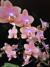 Lade das Bild in den Galerie-Viewer, Phalaenopsis mtf Odorion Parfüm {Süß duftend} Rabatt
