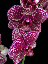 Lade das Bild in den Galerie-Viewer, Phalaenopsis Wildkatze (Herzstamm)

