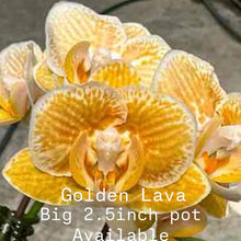 Načíst obrázek do prohlížeče Galerie, Golden Lava / 2.5″
