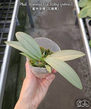 Načíst obrázek do prohlížeče Galerie, Phalaenopsis Memoria Val Rettig (peloric) DOSTUPNÉ V 2. POLOVINĚ DUBNA!!!
