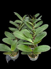 Načíst obrázek do prohlížeče Galerie, Phal. NCK Red Sun N75002
