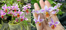 Załaduj obraz do przeglądarki galerii, Phalaenopsis equestris Orange x sib / Big1.7″
