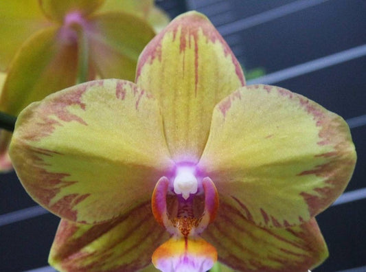 Phalaenopsis Jiuhbao Queen Diamond {splash Novinka}  {B52}