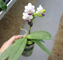 Načíst obrázek do prohlížeče Galerie, Phalaenopsis Su&#39;s Glad Kid aroma
