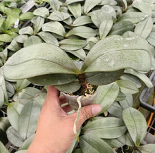 Lade das Bild in den Galerie-Viewer, Phalaenopsis sanderiana 'Silver Leaves' rare botanical orchids

