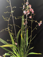Lade das Bild in den Galerie-Viewer, Oncidium Rosy Sunset – stark duftend – blühend

