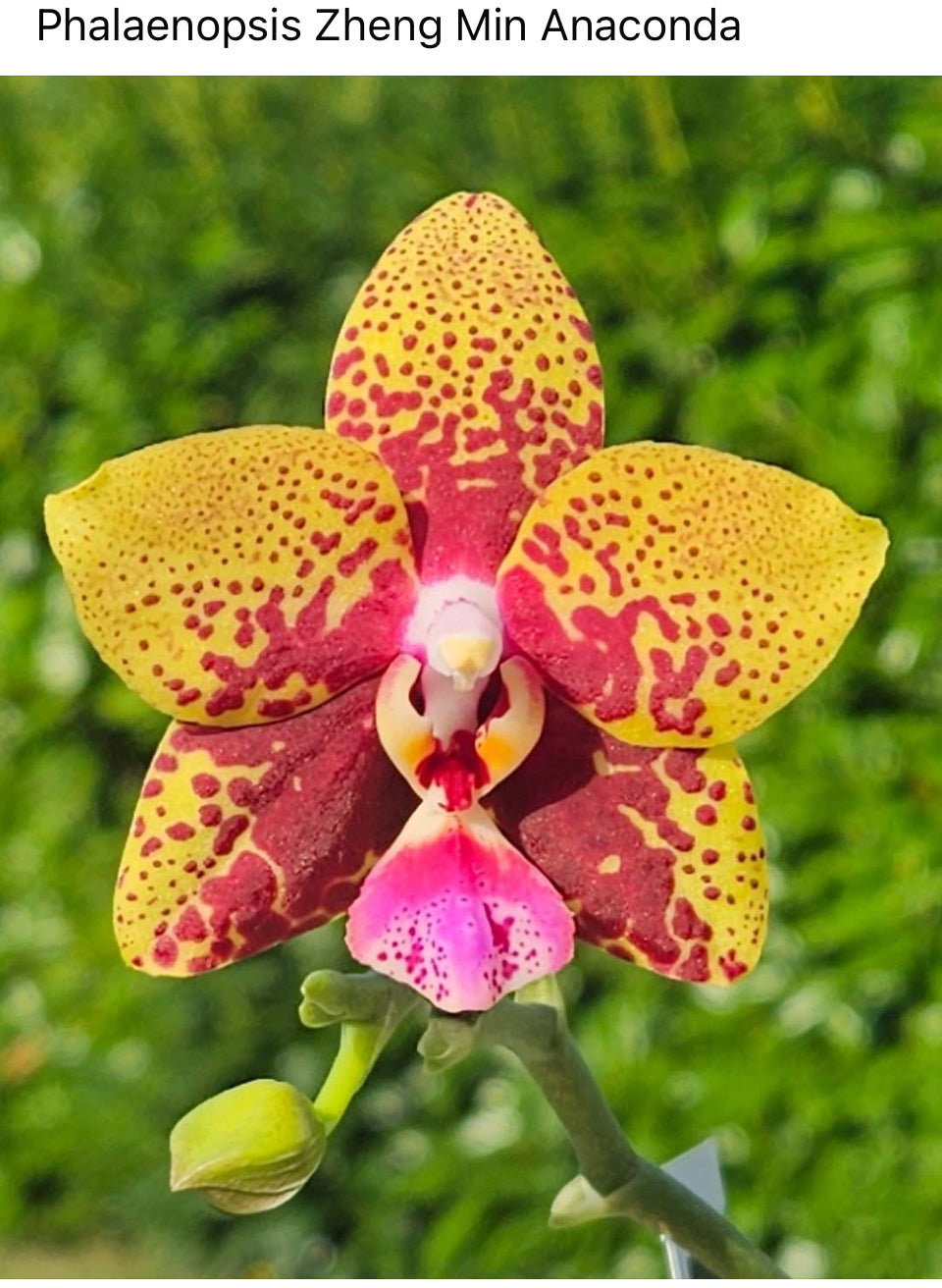 Phal. Zheng Min Smaragdine