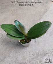 Načíst obrázek do prohlížeče Galerie, Phal. Charming Little Gold (peloric) Voňavá

