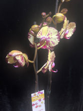 Lade das Bild in den Galerie-Viewer, Phalaenopsis crown  velký květy
