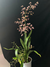 Lade das Bild in den Galerie-Viewer, Oncidium Rosy Sunset – stark duftend – blühend
