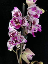 Načíst obrázek do prohlížeče Galerie, Phalaenopsis Lianher Happyi Pearl PELORIC - VÝPRODEJ - SLEVA (3)
