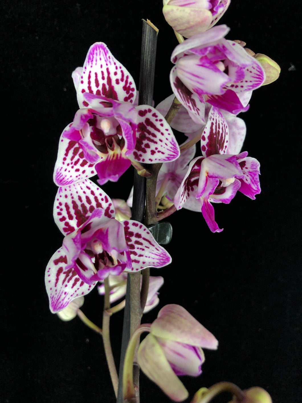 Phalaenopsis Lianher Happyi Pearl PELORIC - VÝPRODEJ - SLEVA (3)