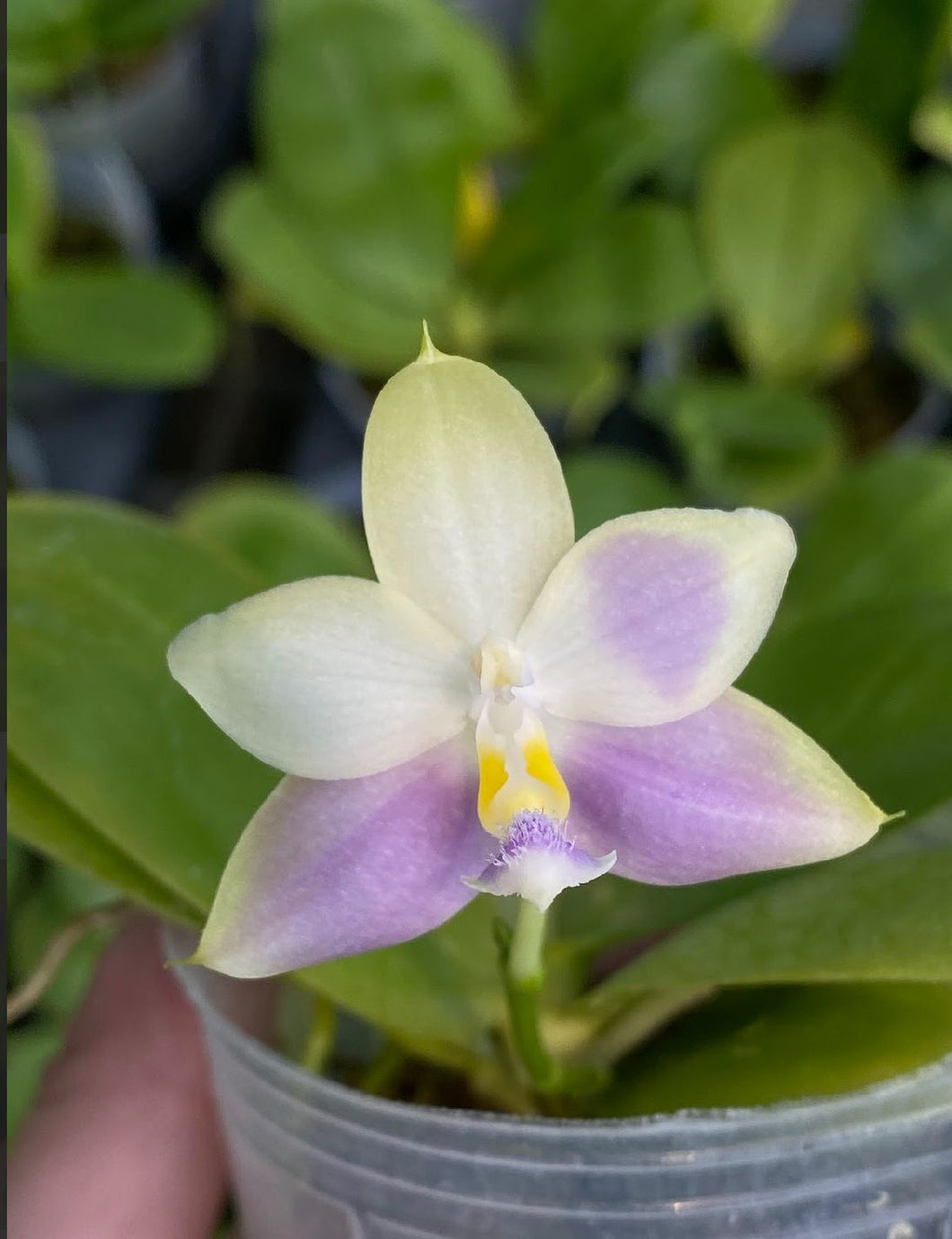 Phal. Lioulin Blue Jenny x Yaphon Blue Jewel - KM3444