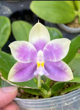 Načíst obrázek do prohlížeče Galerie, Phal. Lioulin Blue Jenny x Yaphon Blue Jewel - KM3444
